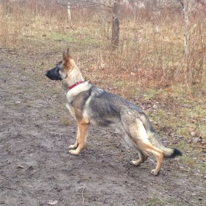 9 month old German Shepherd Male