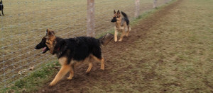 show german shepherds