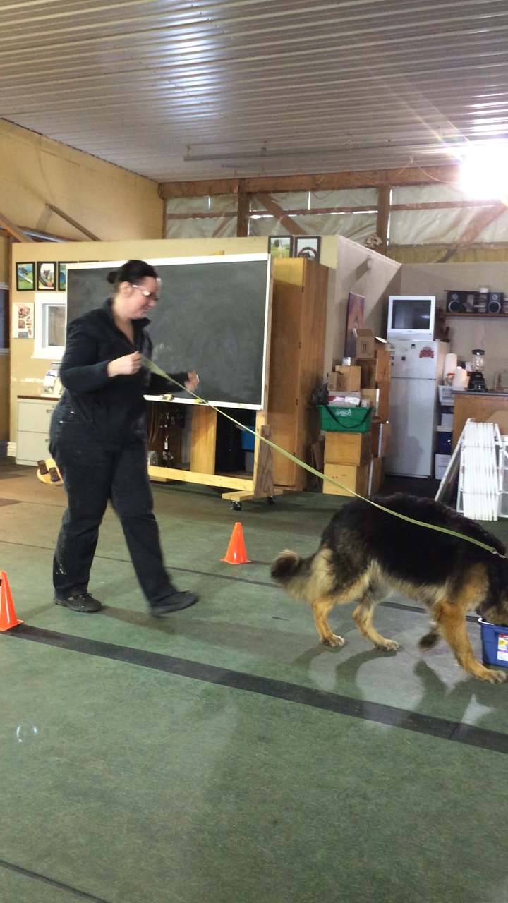 About Blackridge Kennel